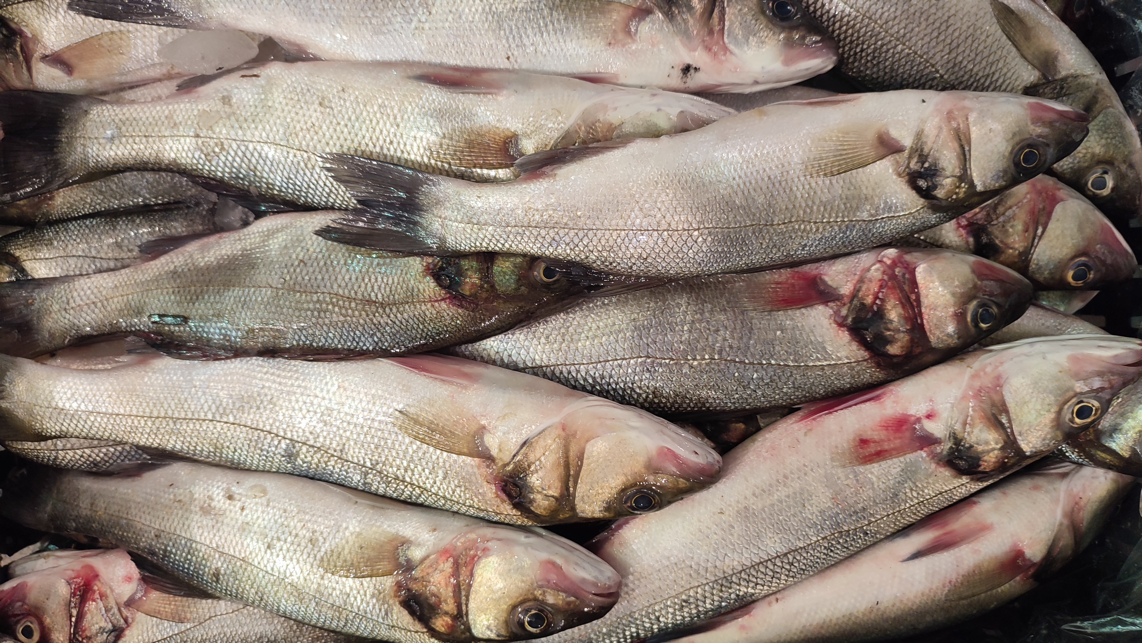 Sea Bass - قاروص